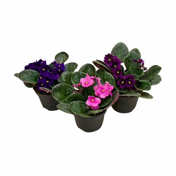 VIJOLICA SAINTPAULIA CITY LINE MIX L12