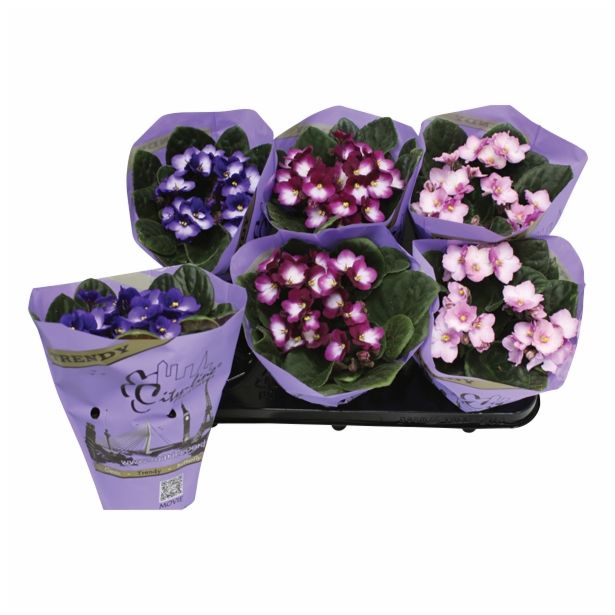 CVETOČA RASTLINA SAINTPAULIA TRENDY MIX