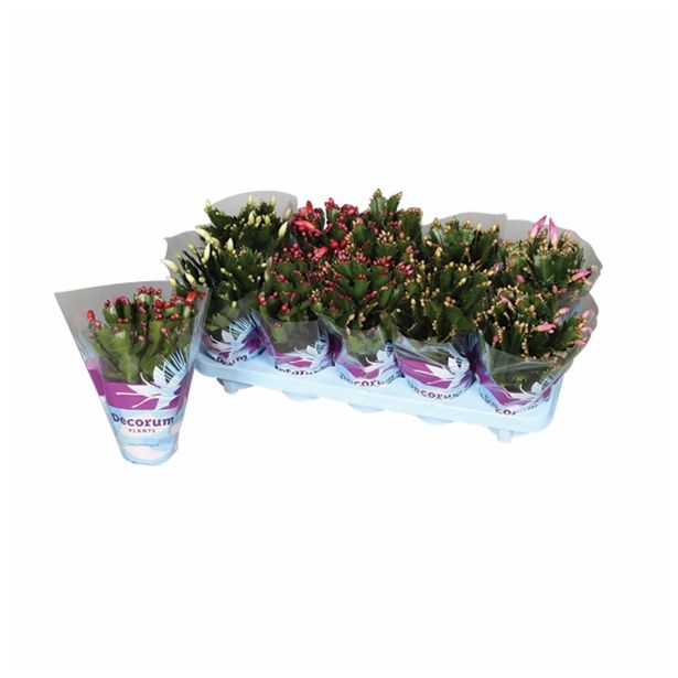 CVETOČA SOBNA RASTLINA SCHLUMBERGERA MIX EXTRA