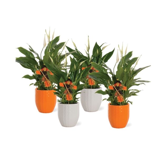 CVETOČA RASTLINA SPATHIPHYLLUM NOČ ČAROVNIC