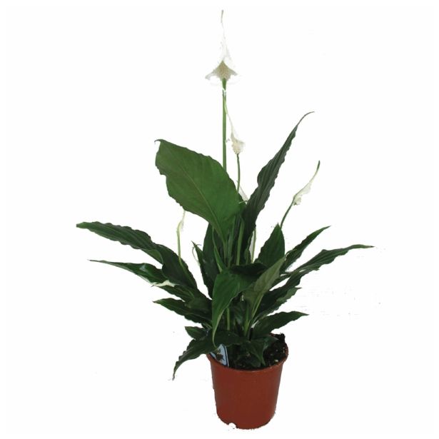 SPATIFIL SWEET CHICO L13