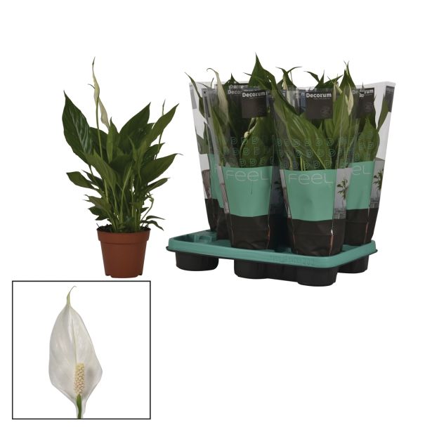 CVETOČA RASTLINA SPATIFILUM