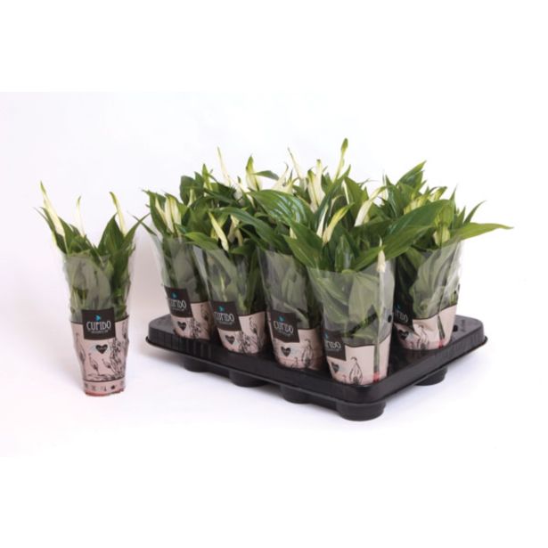 CVETOČA RASTLINA SPATIFILUM PEARL