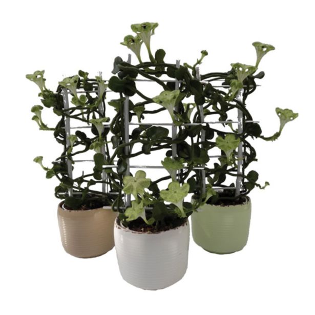 CVETOČA SOBNA RASTLINA SVETILNICA V OKR. LONCU L12