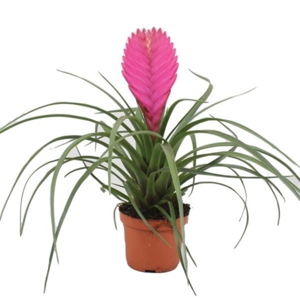 CVETOČA RASTLINA TILANCIJA CYANEA