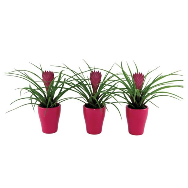 CVETOČA RASTLINA TILANDSIJA V OKR. LONCU L7