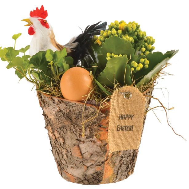 CVETOČA RASTLINA VELIKA NOČ NASAD BRŠLJANA IN KALANDIVE