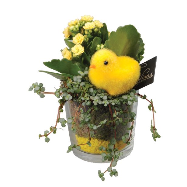 CVETOČA RASTLINA VELIKA NOČ NASAD PILEJE IN KALANDIVE