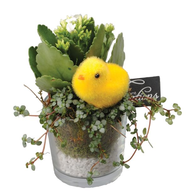 CVETOČA RASTLINA VELIKA NOČ NASAD PILEJE IN KALANDIVE