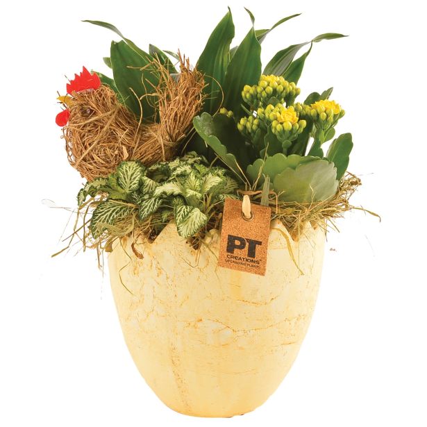 CVETOČA RASTLINA VELIKA NOČ NASAD V OKRASNEM LONČKU