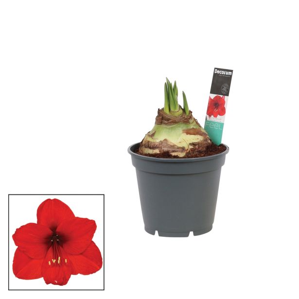 CVETOČA RASTLINA VITEZOVA ZVEZDA