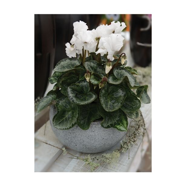 CIKLAMA VOLMARY CABRILLA COLOURS L12