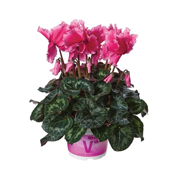 CIKLAMA VOLMARY CABRILLA COLOURS L12