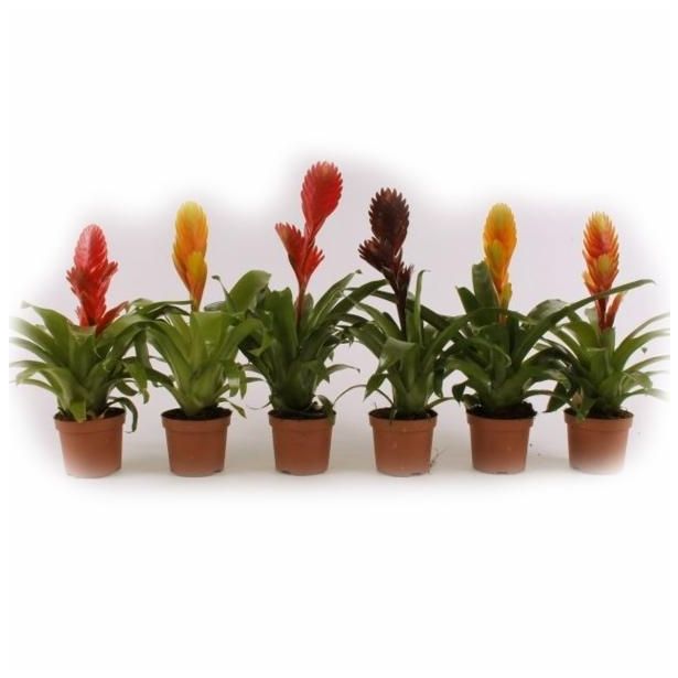 CVETOČA SOBNA RASTLINA VRIESEA MIX