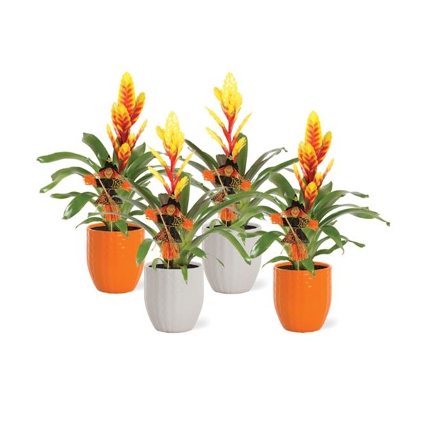 CVETOČA RASTLINA VRIESEA NOČ ČAROVNIC