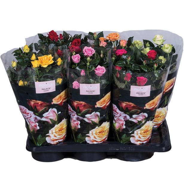 CVETOČA RASTLINA VRTNICA