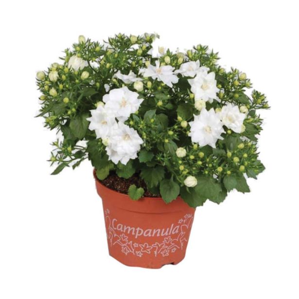 ZVONČNICA DUBLIN WHITE L11