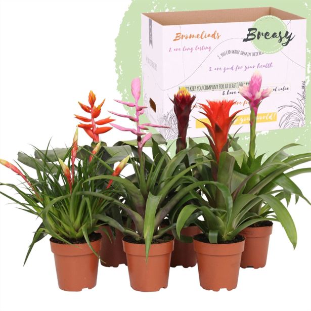 CVETOČA SOBNA RASTLINA BROMELIJA MIX L12