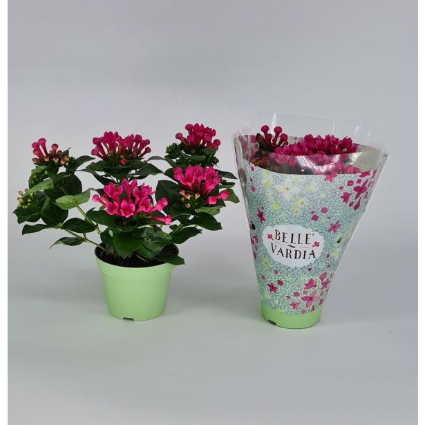 CVETOČA SOBNA RASTLINA BUVARDIJA L12