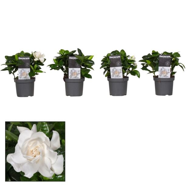 CVETOČA SOBNA RASTLINA DIŠEČA GARDENIJA L9