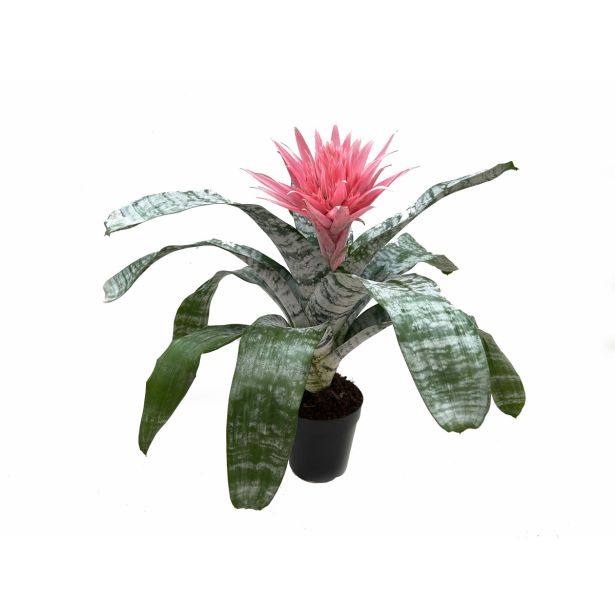 CVETOČA SOBNA RASTLINA EHMEJA PASASTA L15