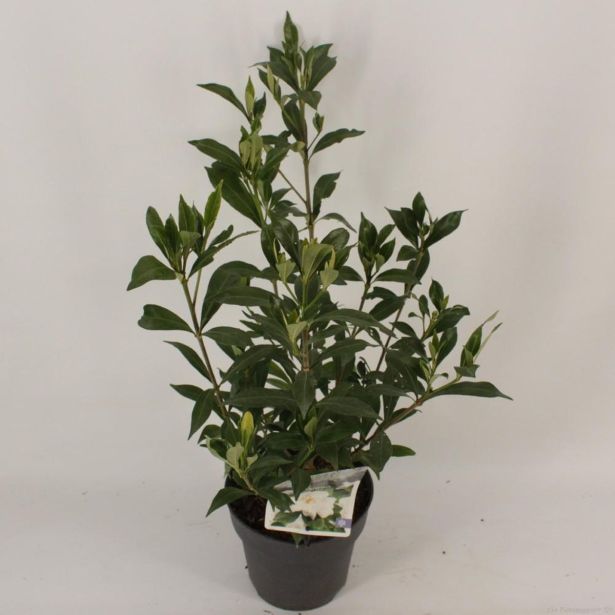 CVETOČA SOBNA RASTLINA GARDENIA L15 CM