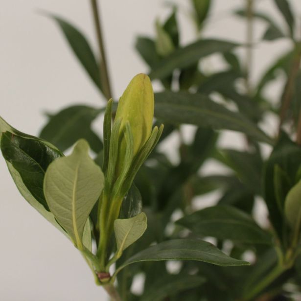 CVETOČA SOBNA RASTLINA GARDENIA L15 CM