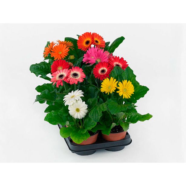 CVETOČA SOBNA RASTLINA GERBERA L12 CM
