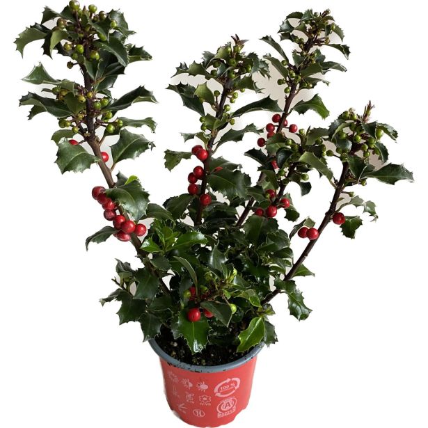 CVETOČA SOBNA RASTLINA ILEX BOŽJE DREVO L12