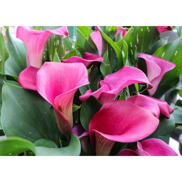 CVETOČA SOBNA RASTLINA KALA L12 CM