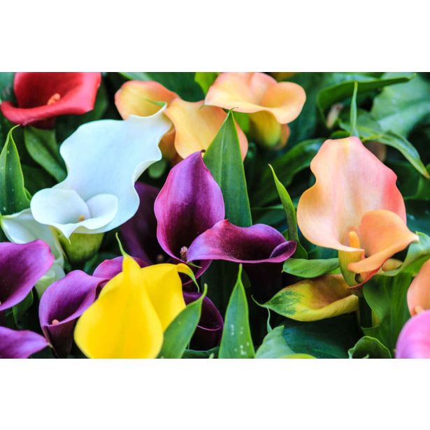 CVETOČA SOBNA RASTLINA KALA L12 CM