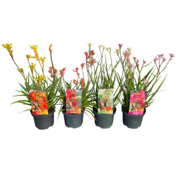 CVETOČA SOBNA RASTLINA KENGURUJEVE TAČKE (ANIGOZANTHOS) L17 CM