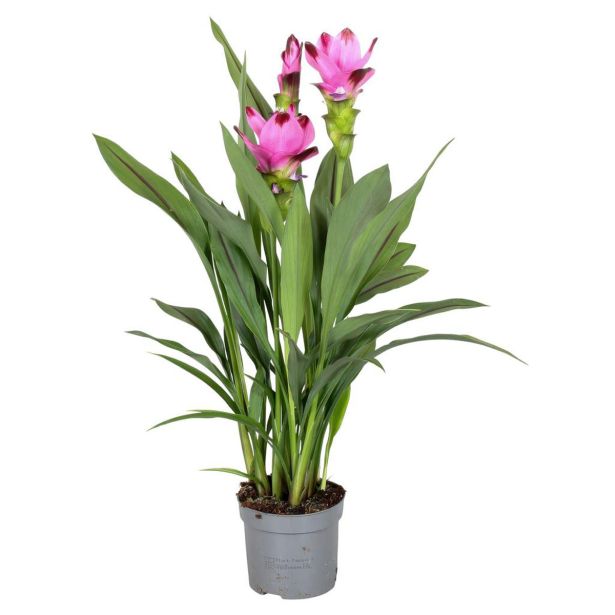 CVETOČA SOBNA RASTLINA KURKUMA SIAM SPLASH (3+ CVETOV) L13 CM
