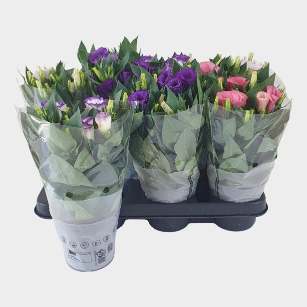 CVETOČA SOBNA RASTLINA LISIANTHUS BOLERO L10.5 CM