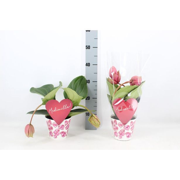 CVETOČA SOBNA RASTLINA MEDINILA PICCOLINI CANDY L14 CM