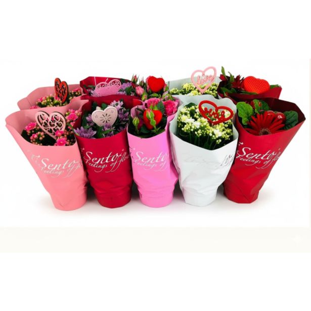 CVETOČA SOBNA RASTLINA S SRČKOM L12 CM