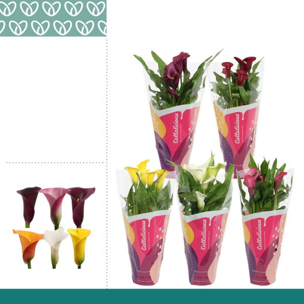 CVETOČA SOBNA RASTLINA SOBNA KALA MIX L12