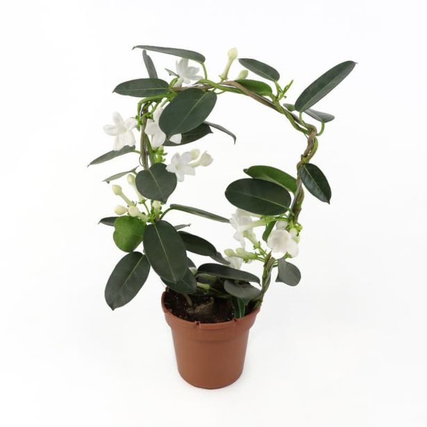 CVETOČA SOBNA RASTLINA STEPHANOTIS BOW NEVESTICA L12 CM