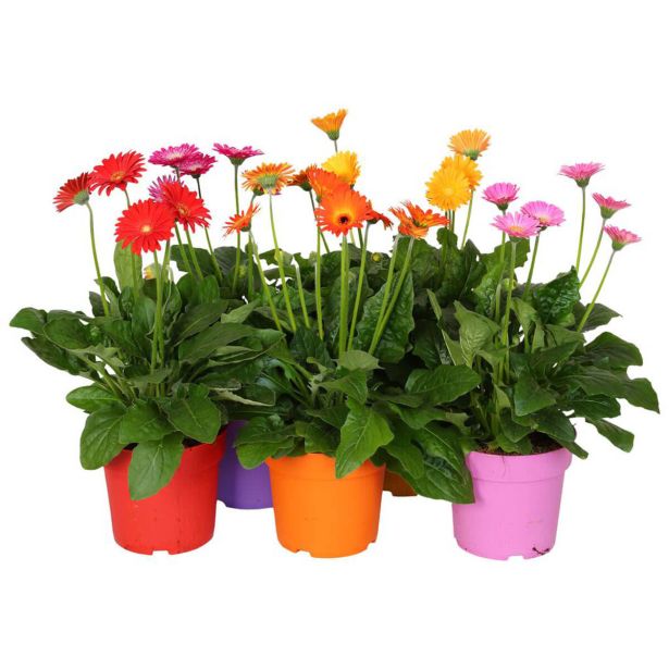 CVETOČA SOBNA RASTLINA VOLMARY GERBERA L13 GARVINEA SWEET COLOURS