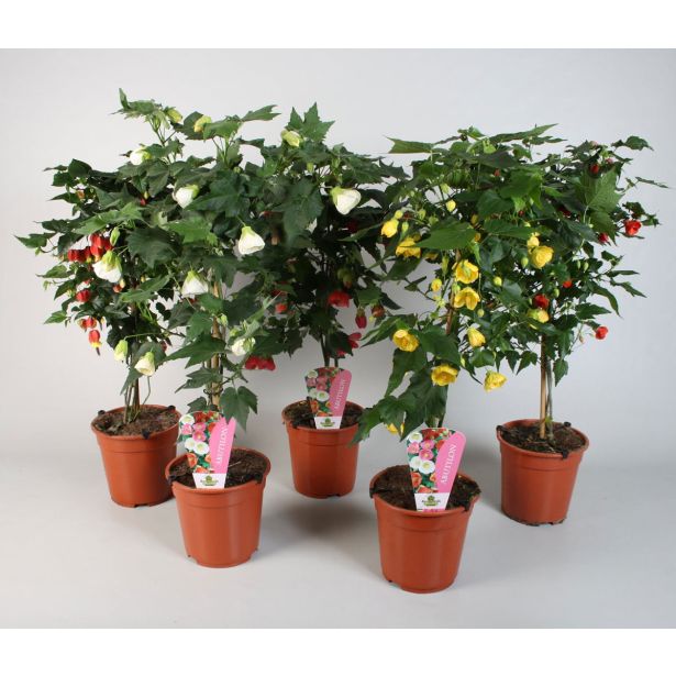 MEDITERANSKE RASTLINE CVETOČE NA STEBLU MIX L19