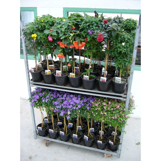 MIX POMLADNIH RASTLIN CVETOČI NA STEBLU MIX L17