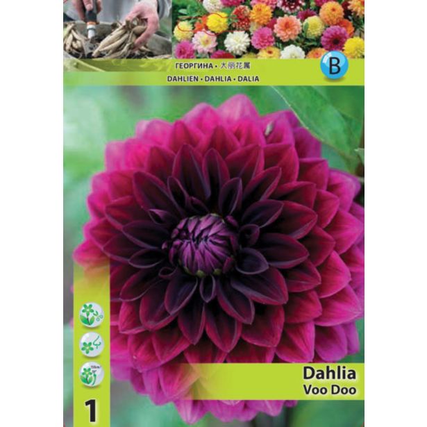 DALIJA HOLLAND BULB MARKET DEKORATIVNA VOO DOO