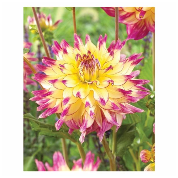 DALIJA HOLLAND BULB MARKET DEKORATIVNA ZOEY REY