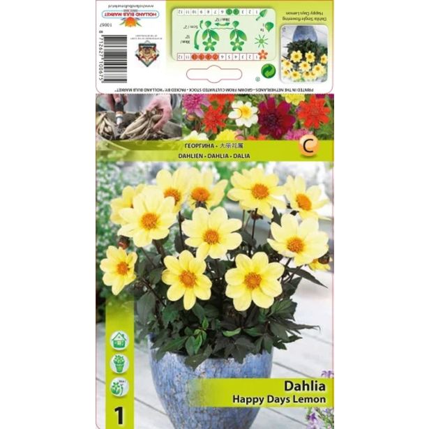 DALIJA HOLLAND BULB MARKET HAPPY DAYS LEMON