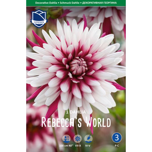 DALIJA LEFEBER RBECCA'S WORLD 1KOS