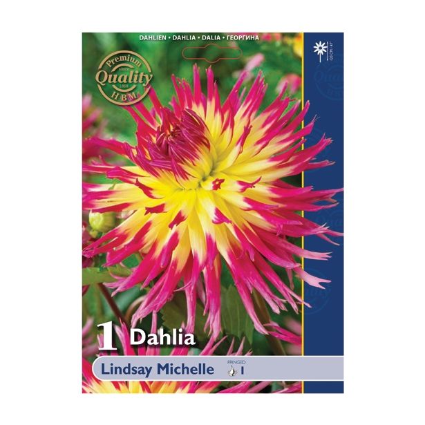 DALIJA HOLLAND BULB MARKET NAZOBČANA LINDSAY MICHELLE