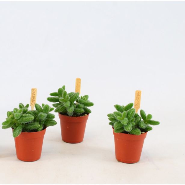 ENOLETNICA DELOSPERMA L5.5