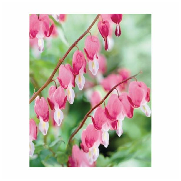 POLETI CVETOČA ČEBULICA HOLLAND BULB MARKET DICENTRA SPECTABILIS