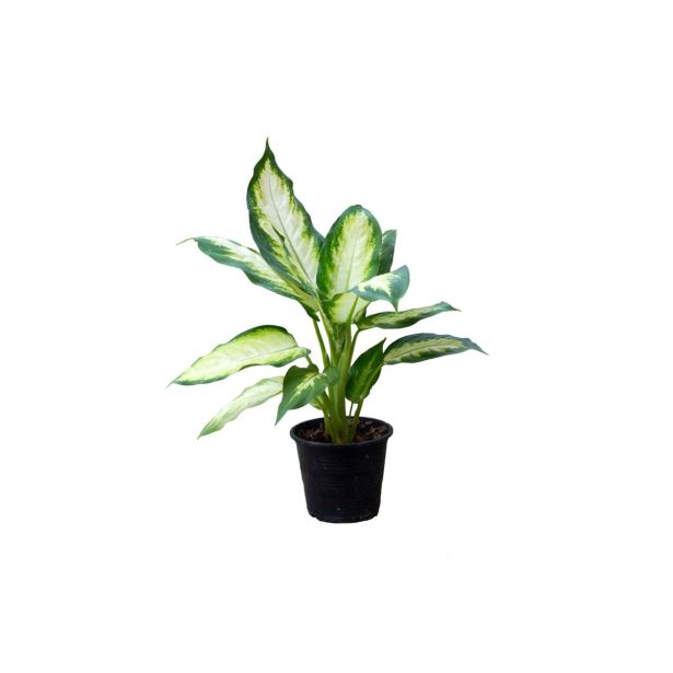 DIFENBAHIJA L24 VIŠ 90 CM