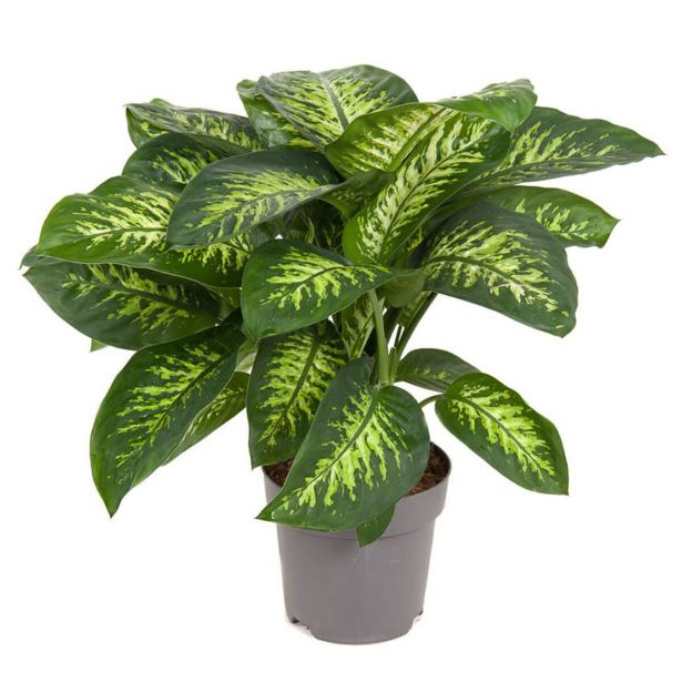 DIFENBAHIJA REEVA L24 CM